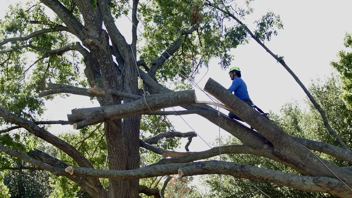 Professional Crown Thinning performed by certified arborists in Garden Valley
