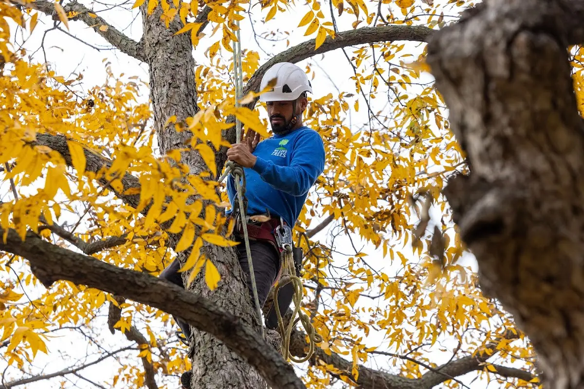 Skilled Tree Pruning crew working in Garden Valley